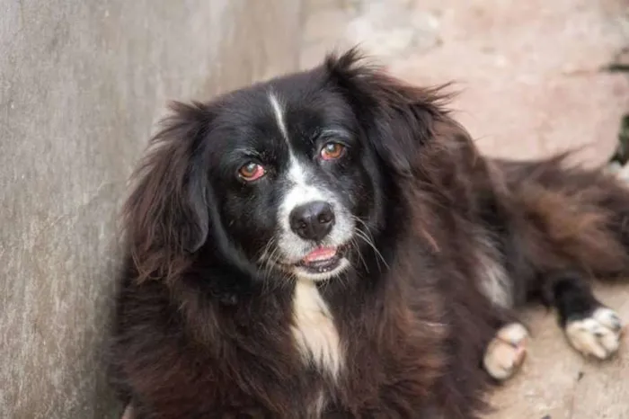 Cachorro ra a SRD idade 6 ou mais anos nome URSA