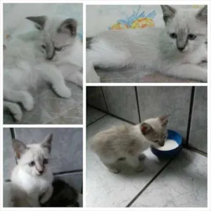 Gato raça Raça não definida idade 2 a 6 meses nome Cindy