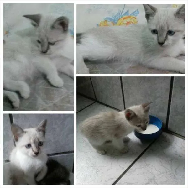 Gato ra a Raça não definida idade 2 a 6 meses nome Cindy