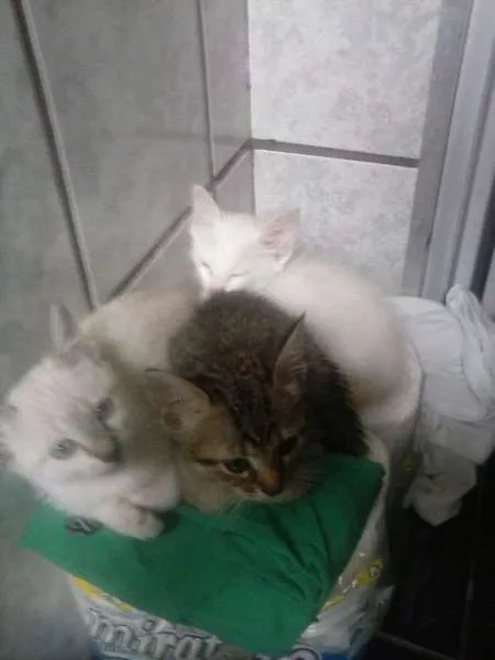 Gato ra a Raça não definida idade 2 a 6 meses nome Cindy
