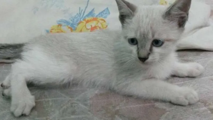 Gato ra a Raça não definida idade 2 a 6 meses nome Cindy