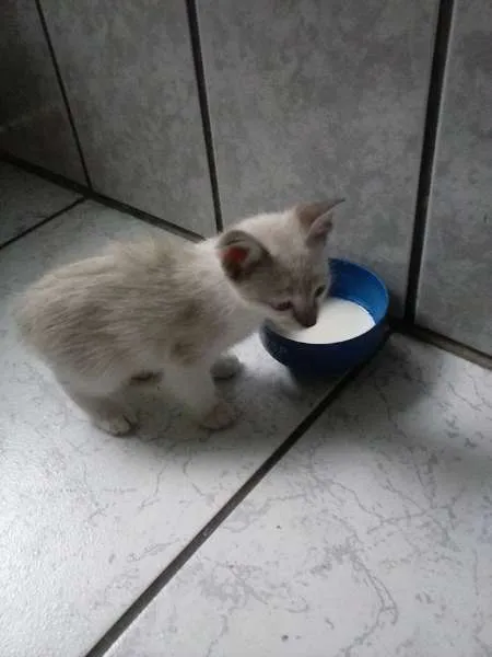Gato ra a Raça não definida idade 2 a 6 meses nome Cindy