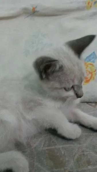 Gato ra a Raça não definida idade 2 a 6 meses nome Cindy