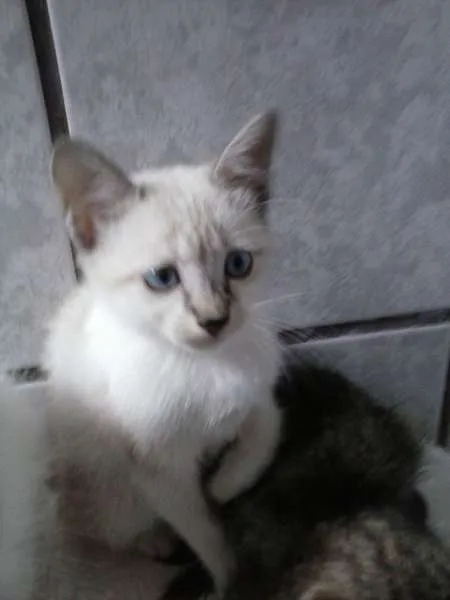 Gato ra a Raça não definida idade 2 a 6 meses nome Cindy