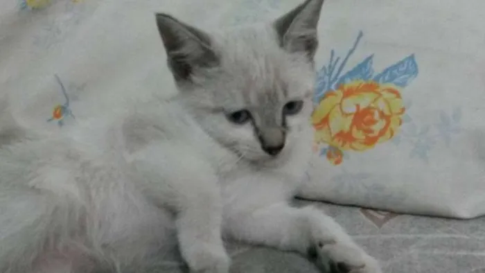 Gato ra a Raça não definida idade 2 a 6 meses nome Cindy