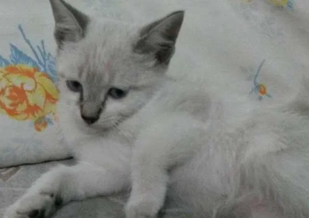 Gato ra a Raça não definida idade 2 a 6 meses nome Cindy