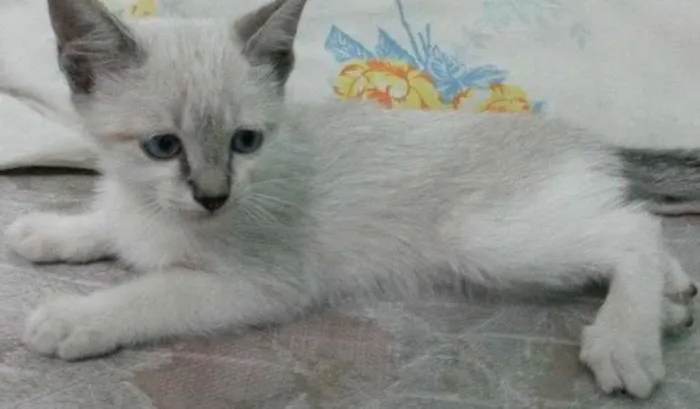 Gato ra a Raça não definida idade 2 a 6 meses nome Cindy
