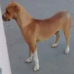 Cachorro ra a mestiço boxer idade 3 anos nome Nina
