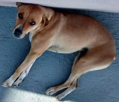 Cachorro ra a mestiço boxer idade 3 anos nome Nina
