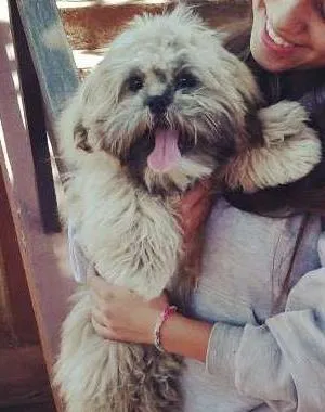 Cachorro ra a Lhasa Apso idade 7 a 11 meses nome Pumba