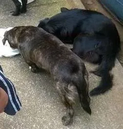 Cachorro raça SRD idade 2 anos nome abandonados