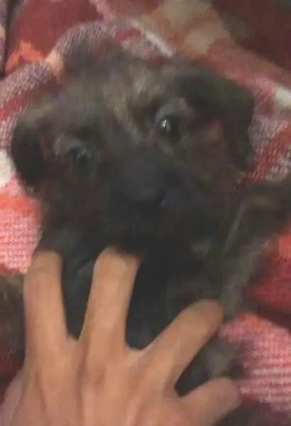 Cachorro ra a Mestiço idade 2 a 6 meses nome sem nome