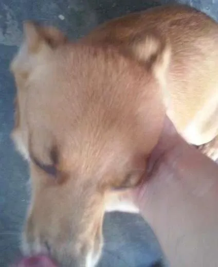 Cachorro ra a SRD idade 4 anos nome Luciana