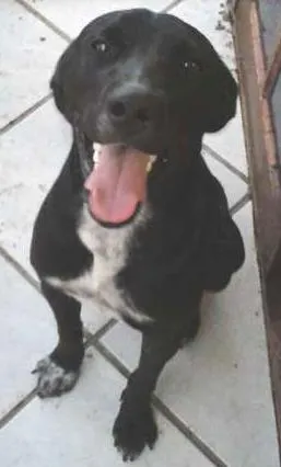 Cachorro raça  Srd idade 1 ano nome billy