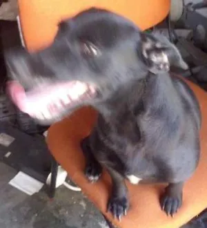 Cachorro raça SRD idade 5 anos nome Nefer