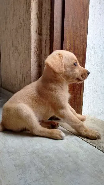Cachorro ra a  idade 2 a 6 meses nome Thor