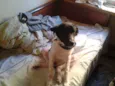 pingo