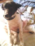 pingo
