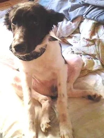 Cachorro ra a nao defenido idade 7 a 11 meses nome pingo