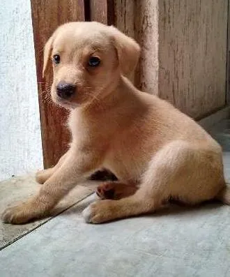 Cachorro ra a  idade 2 a 6 meses nome Thor