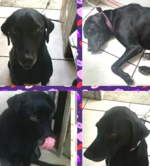 Cachorro raça  idade 1 ano nome Pretinha
