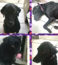 Cachorro raça  idade 1 ano nome Pretinha