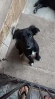 Jake, Snoopy, Laika
