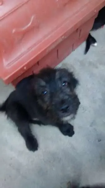 Cachorro ra a  idade 2 a 6 meses nome Jake, Snoopy, Laika