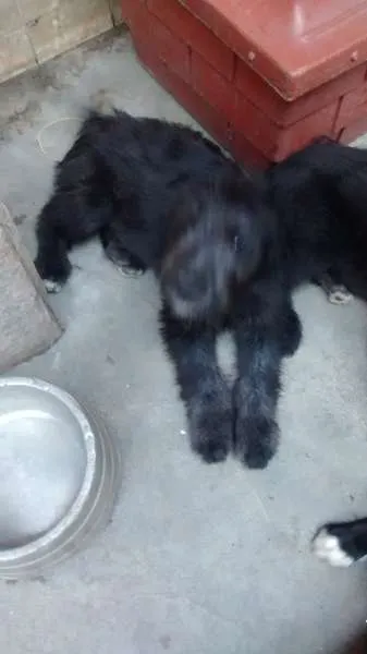 Cachorro ra a  idade 2 a 6 meses nome Jake, Snoopy, Laika