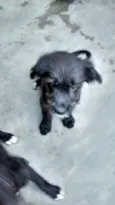 Jake, Snoopy, Laika