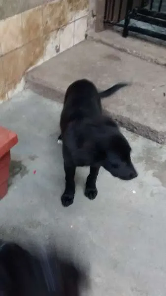 Cachorro ra a  idade 2 a 6 meses nome Jake, Snoopy, Laika