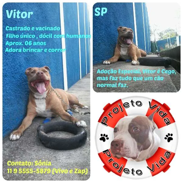 Cachorro ra a Pit-Bull idade 6 ou mais anos nome VITOR