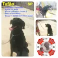 Tufão