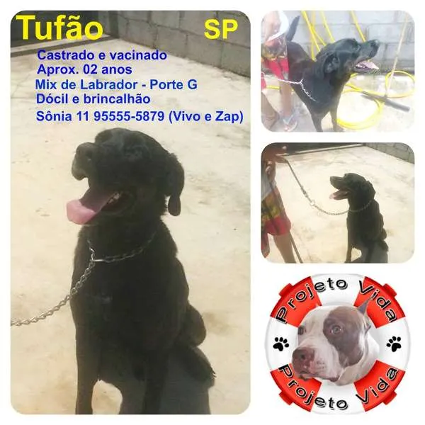 Cachorro ra a Labrador idade 2 anos nome Tufão