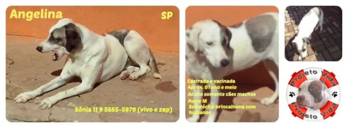 Cachorro ra a SRD idade 1 ano nome Angelina