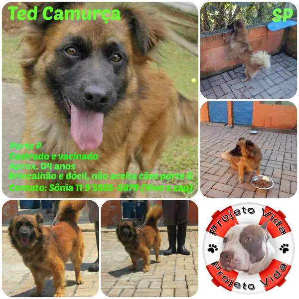 Cachorro ra a SRD idade 4 anos nome TED