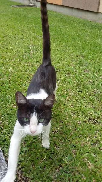 Gato ra a idade 7 a 11 meses nome Esperança