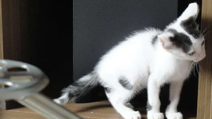 Gato ra a SRD idade 2 a 6 meses nome Pinta