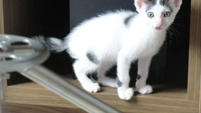 Gato ra a SRD idade 2 a 6 meses nome Pinta