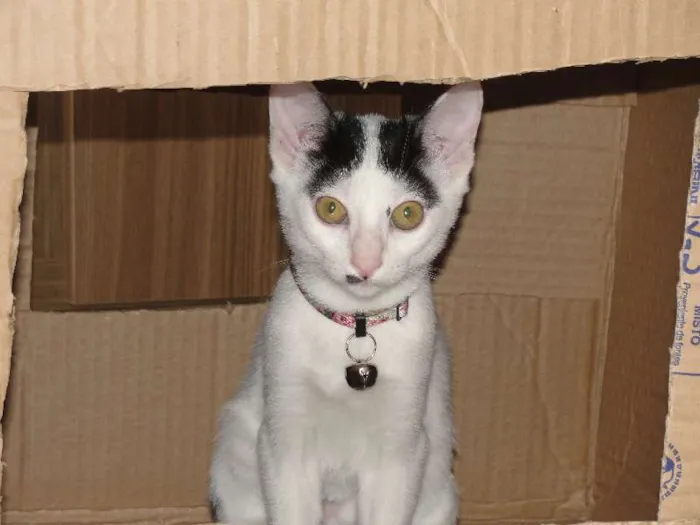 Gato ra a SRD idade 2 a 6 meses nome Pinta