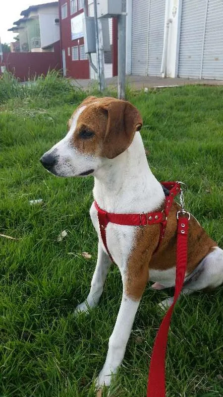 Cachorro ra a SRD  idade 7 a 11 meses nome Dodo