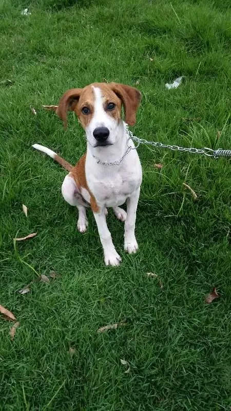 Cachorro ra a SRD  idade 7 a 11 meses nome Dodo