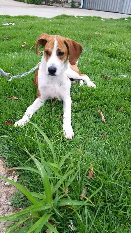 Cachorro ra a SRD  idade 7 a 11 meses nome Dodo