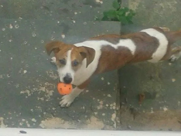Cachorro ra a SRD  idade 7 a 11 meses nome Dodo