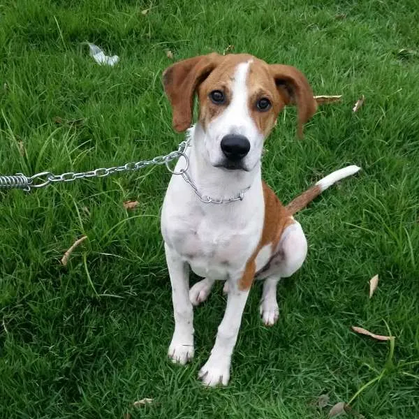 Cachorro ra a SRD  idade 7 a 11 meses nome Dodo