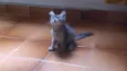 Gatinha