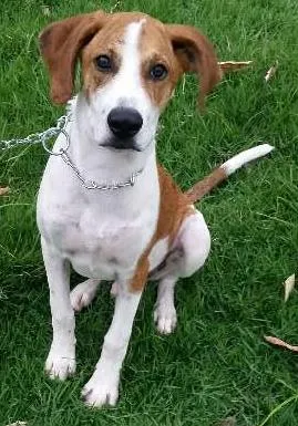 Cachorro ra a SRD  idade 7 a 11 meses nome Dodo