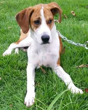 Cachorro ra a SRD  idade 7 a 11 meses nome Dodo