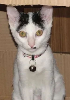 Gato raça SRD idade 2 a 6 meses nome Pinta