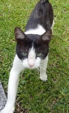 Gato ra a  idade 7 a 11 meses nome Manhoso